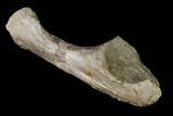 Fossil Amphibian (Eryops) Ulna Bone - Texas #143489-2